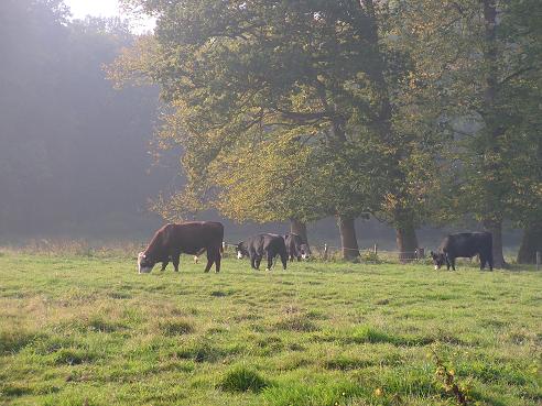 KONICA MINOLTA DIGITAL CAMERA