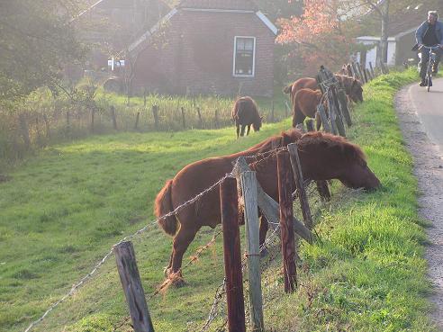 KONICA MINOLTA DIGITAL CAMERA