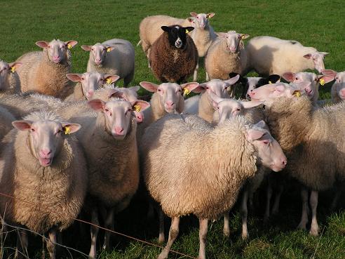 KONICA MINOLTA DIGITAL CAMERA