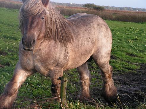 KONICA MINOLTA DIGITAL CAMERA