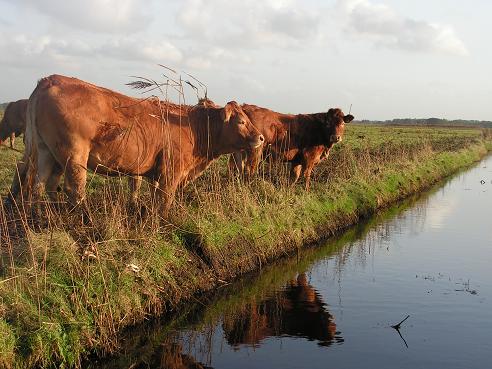 KONICA MINOLTA DIGITAL CAMERA