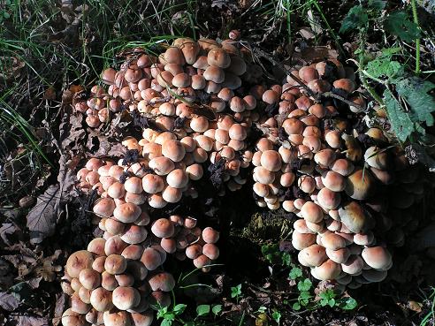 KONICA MINOLTA DIGITAL CAMERA