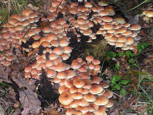 KONICA MINOLTA DIGITAL CAMERA