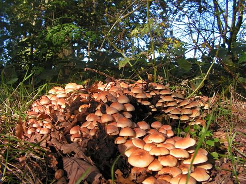 KONICA MINOLTA DIGITAL CAMERA