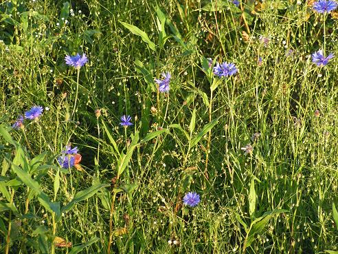 KONICA MINOLTA DIGITAL CAMERA