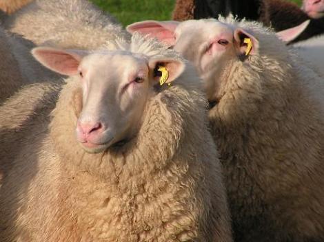 KONICA MINOLTA DIGITAL CAMERA