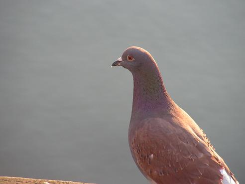 KONICA MINOLTA DIGITAL CAMERA