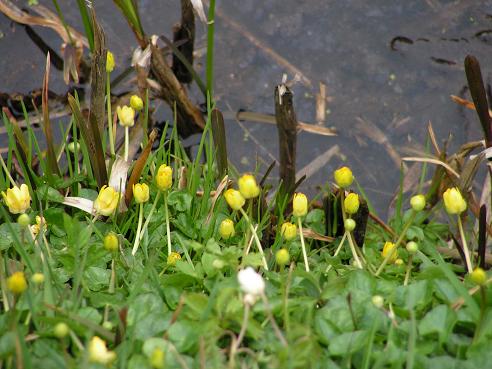 KONICA MINOLTA DIGITAL CAMERA