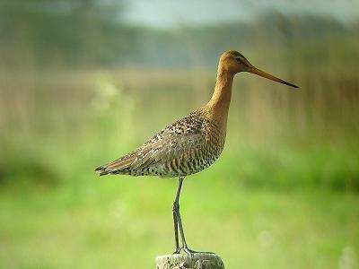 grutto - copyright Jacob Poortstra