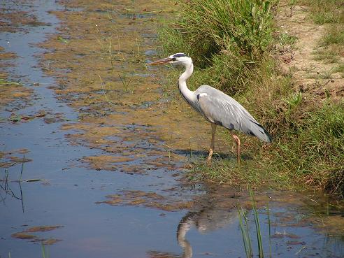 KONICA MINOLTA DIGITAL CAMERA