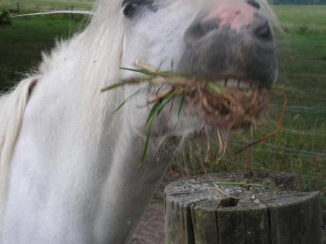 KONICA MINOLTA DIGITAL CAMERA