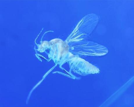 Geplaatst op 23 augustus 2006 Knoet