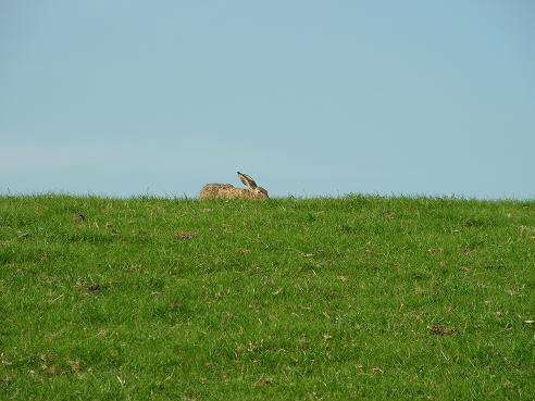 KONICA MINOLTA DIGITAL CAMERA