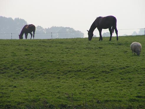 KONICA MINOLTA DIGITAL CAMERA