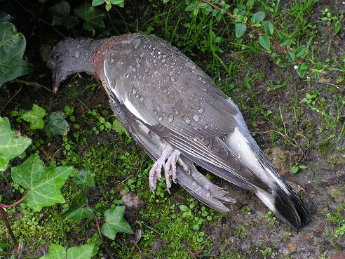 KONICA MINOLTA DIGITAL CAMERA