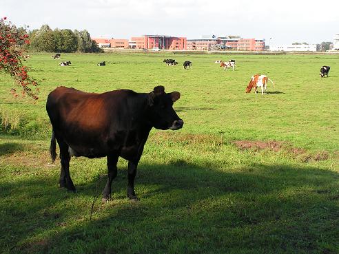 KONICA MINOLTA DIGITAL CAMERA