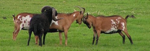 Geplaatst op 21 januari 2007