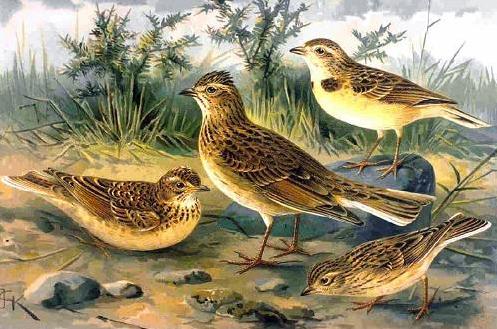 Geplaatst op 17 maart 2007  d