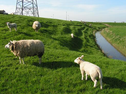 KONICA MINOLTA DIGITAL CAMERA