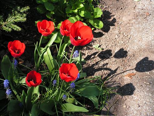 KONICA MINOLTA DIGITAL CAMERA