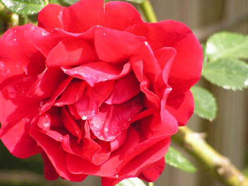 KONICA MINOLTA DIGITAL CAMERA