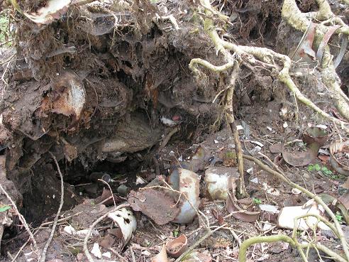 KONICA MINOLTA DIGITAL CAMERA