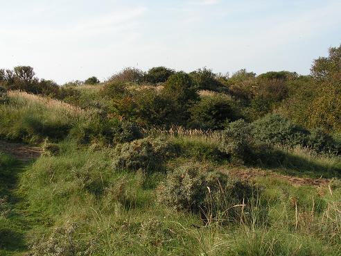 KONICA MINOLTA DIGITAL CAMERA