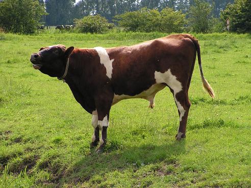 KONICA MINOLTA DIGITAL CAMERA