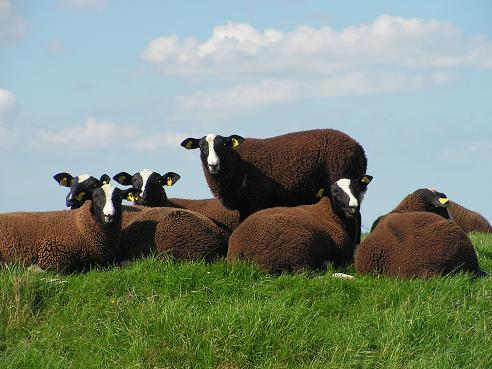 KONICA MINOLTA DIGITAL CAMERA