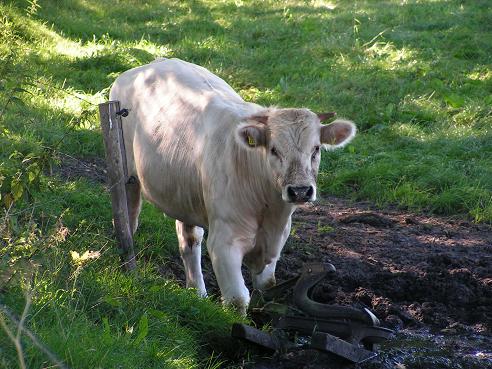 KONICA MINOLTA DIGITAL CAMERA