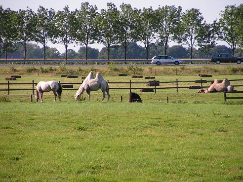 KONICA MINOLTA DIGITAL CAMERA