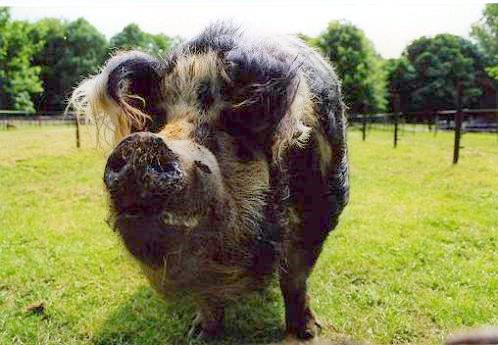 Geplaatst op 17 september 2007  a