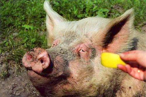 Geplaatst op 17 september 2007  b