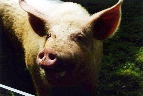 Geplaatst op 17 september 2007  c