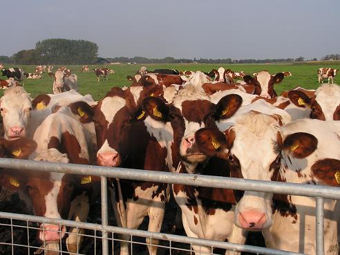 KONICA MINOLTA DIGITAL CAMERA