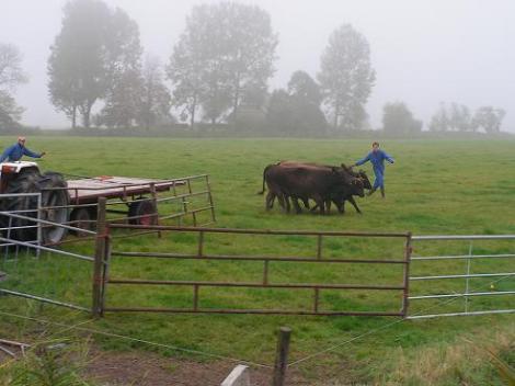 KONICA MINOLTA DIGITAL CAMERA