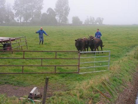 KONICA MINOLTA DIGITAL CAMERA