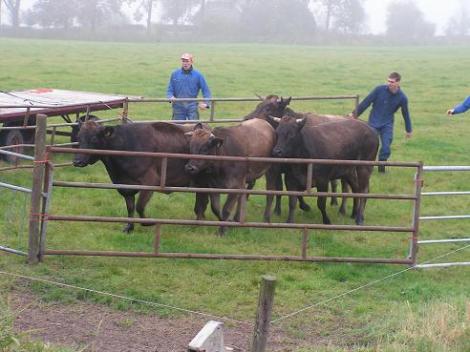 KONICA MINOLTA DIGITAL CAMERA