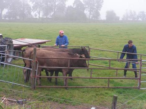 KONICA MINOLTA DIGITAL CAMERA