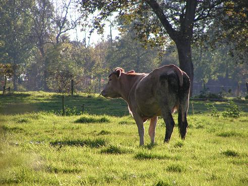 KONICA MINOLTA DIGITAL CAMERA