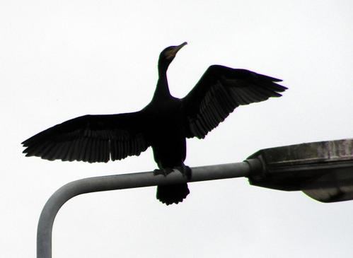 KONICA MINOLTA DIGITAL CAMERA