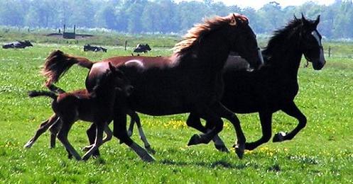 KONICA MINOLTA DIGITAL CAMERA