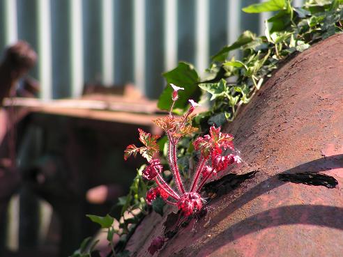 KONICA MINOLTA DIGITAL CAMERA