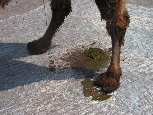 KONICA MINOLTA DIGITAL CAMERA