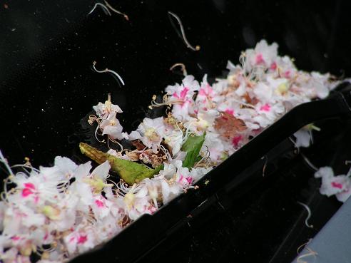 KONICA MINOLTA DIGITAL CAMERA