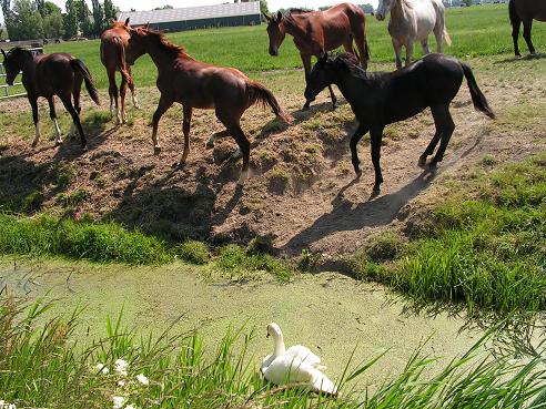 KONICA MINOLTA DIGITAL CAMERA