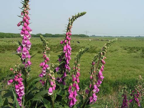 KONICA MINOLTA DIGITAL CAMERA