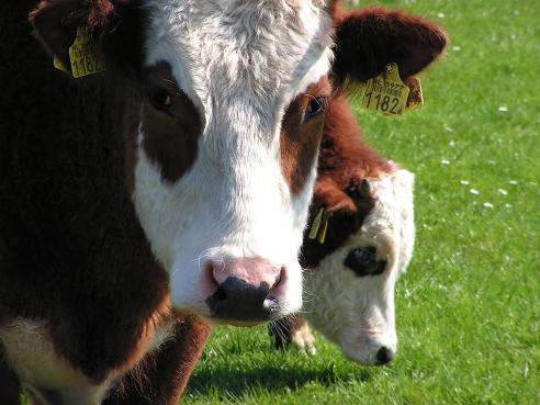 KONICA MINOLTA DIGITAL CAMERA