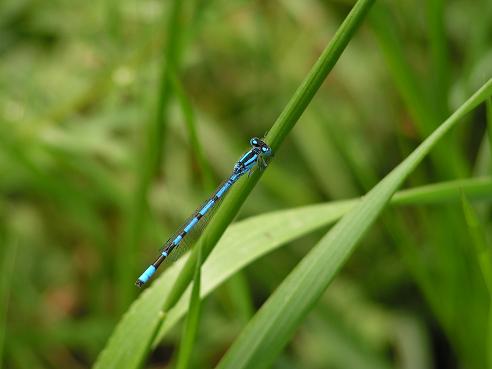 KONICA MINOLTA DIGITAL CAMERA