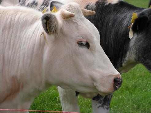 KONICA MINOLTA DIGITAL CAMERA